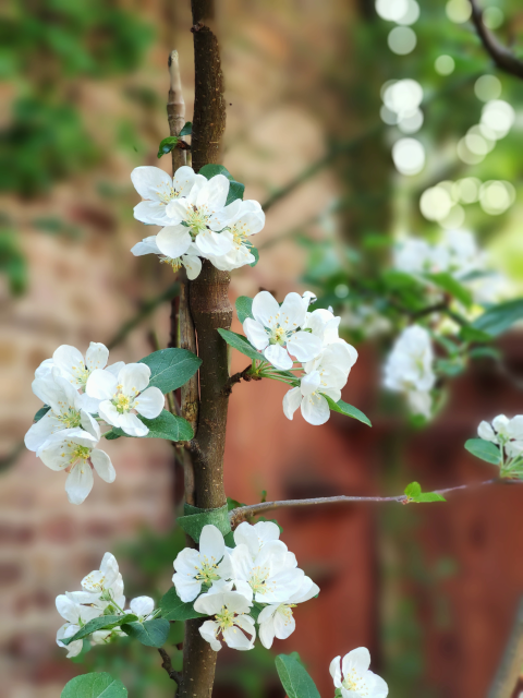 Apfelblüte im Garten, Zierapfel Evereste