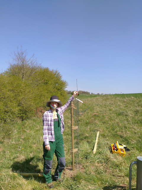 Ein frisch gepflanzter Baum auf einer Streuobstwiese